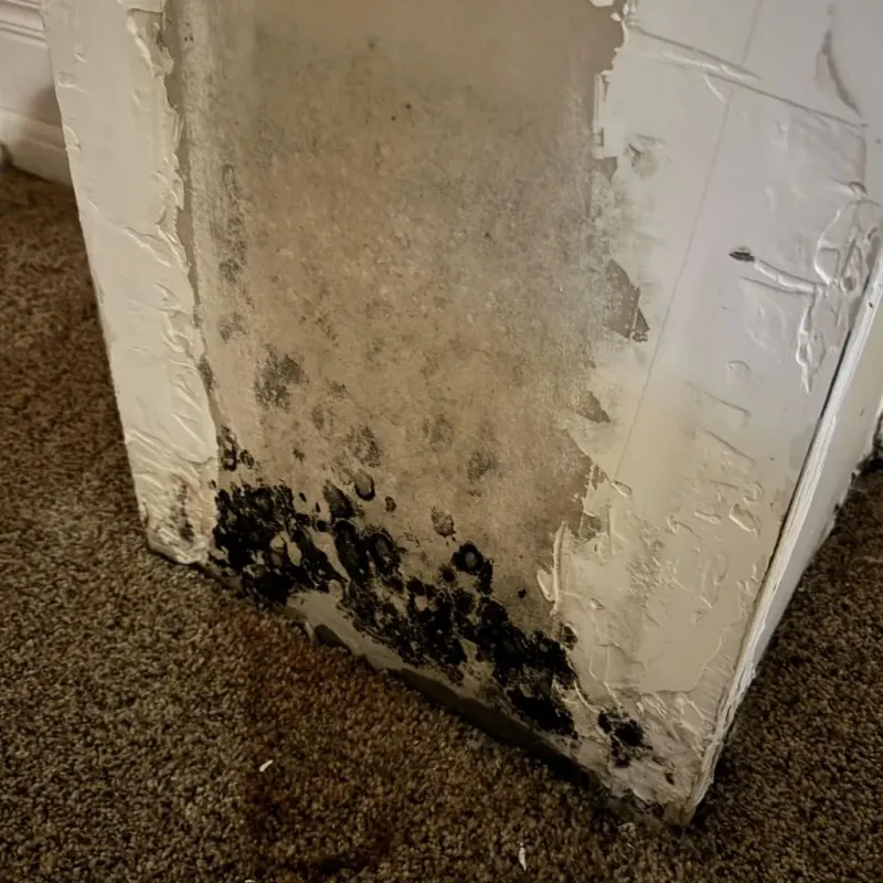 Professional Mold Removal in Raleigh County, WV